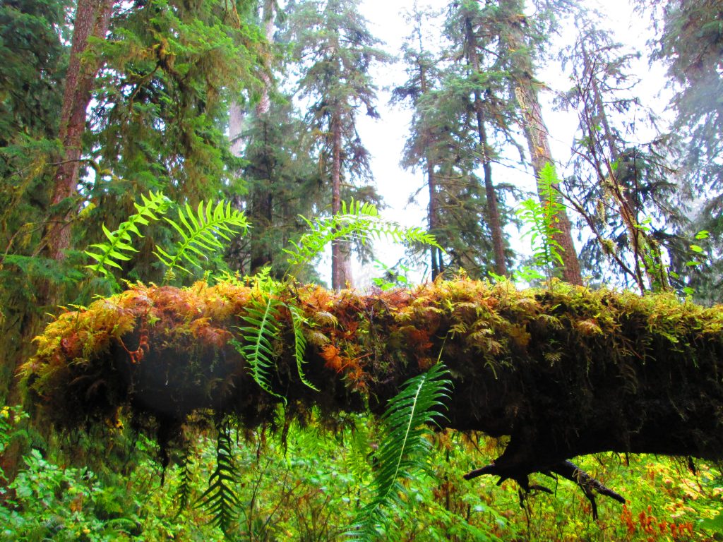 A log covered in a carpet of unique, leafy moss in the Olympic National Park of Washington State. Each leafy blade is one-of-a-kind, yet they all serve a common purpose, as do the many voices in the financial independence movement.