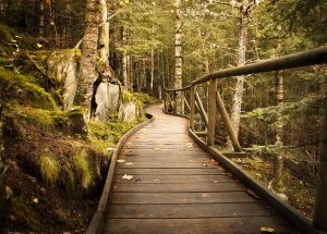 A boardwalk winding through a mossy forest, illustrating the journey to financial freedom made possible by automation through Mint.