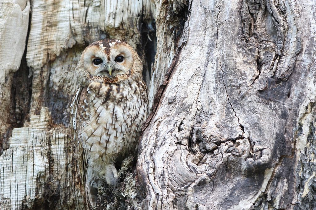 A well-camouflaged owl, illustrating the hidden and hard-to-spot nature of the opportunity cost of debt.