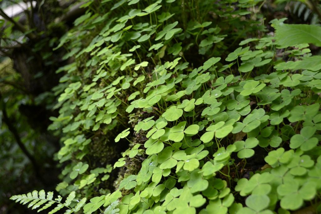 A strip of clover unexpectedly growing on a mossy log, an example of the surprising amount of savings made possible by online bill pay.