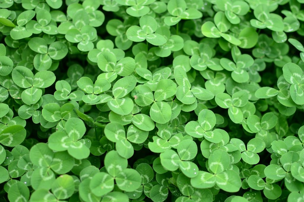 Close-up of a carpet of three-leafed clover, illustrating the three primary benefits of online bill pay.