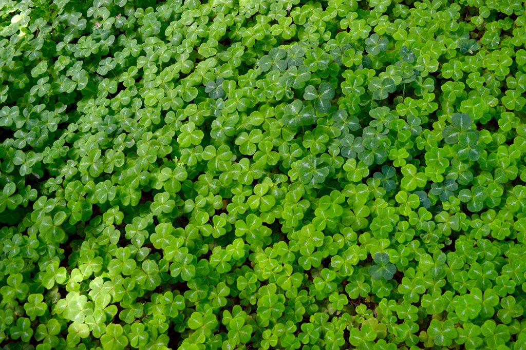An Example Of Online Bill Pay's Relaxing Effect A rich carpet of bright green clover, dappled with sunlight. A good illustration of the relaxing effect of online bill pay.