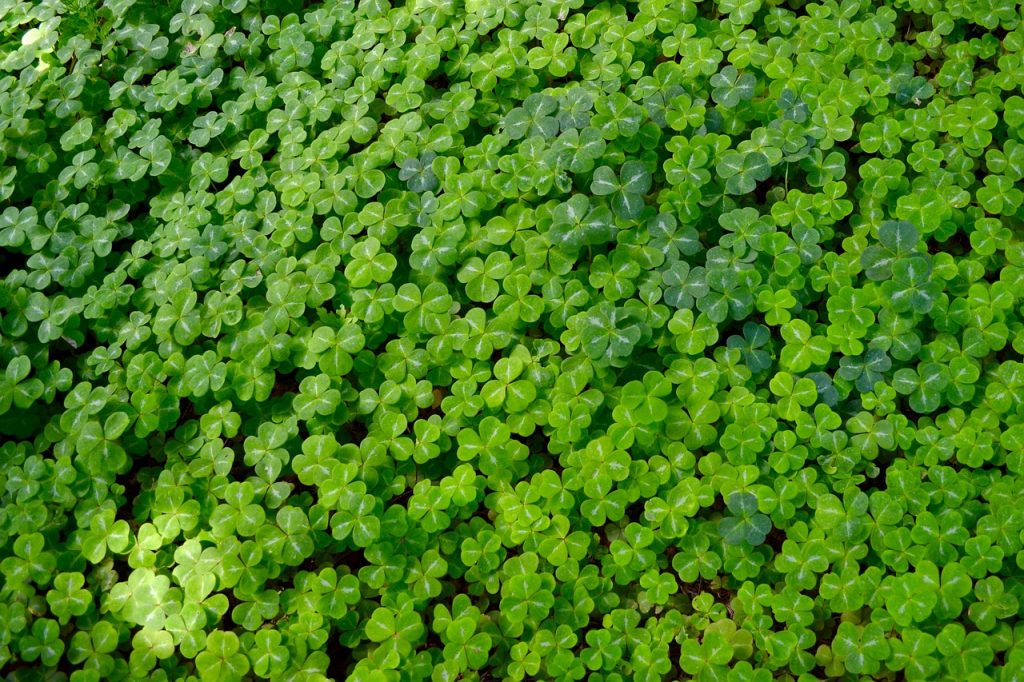 A rich carpet of bright green clover, dappled with sunlight. A good illustration of the relaxing effect of online bill pay.