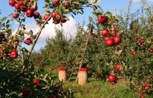 A ladder in an apple orchard, indicating the need to construct a ladder from savings goals to reach some of the finer things in life.