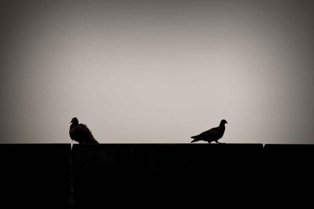 Two pigeons silhouetted on a roofline with their backs to one another, symbolizing a marital disagreement over spending habits.