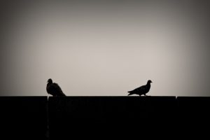 Two pigeons silhouetted on a roofline with their backs to one another, symbolizing a disagreement over wildly different spending habits.