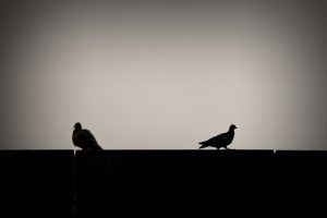 Reconcile Your Wildly Different Spending Habits Two pigeons silhouetted on a roofline with their backs to one another, symbolizing a disagreement over wildly different spending habits.