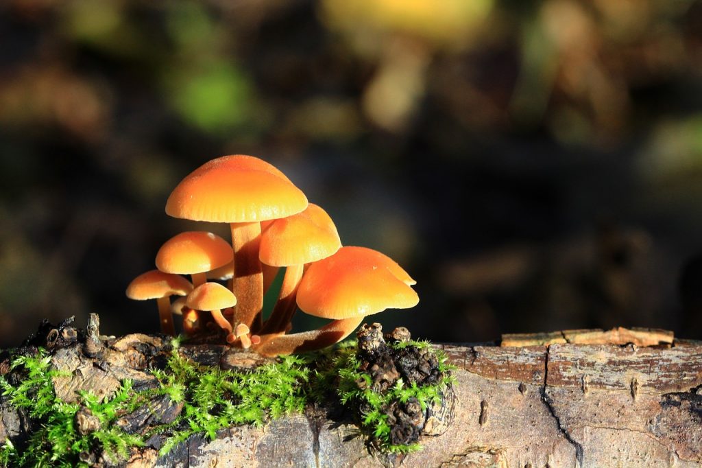 A cluster of orange mushrooms, representing the similarities between the effects of Super Mushrooms on Mario and the effects of savings goals on your finances.