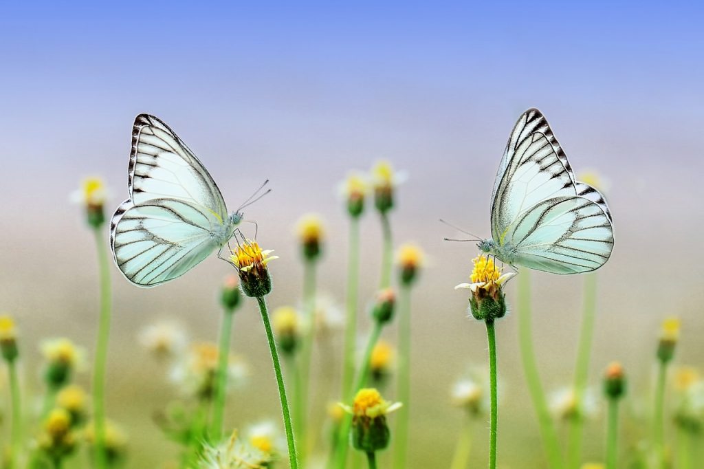 Two butterflies sitting atop identical flowers, illustrating the dual financial and environmental benefits of paperless billing and banking.