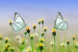 Two butterflies sitting atop identical flowers, illustrating the dual financial and environmental benefits of paperless billing and banking.