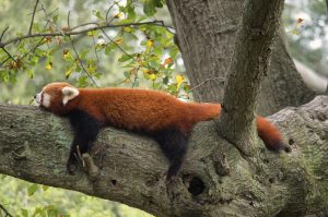 A red panda bear sprawled out on a tree limb, illustrating the power paying yourself first has to deliver stress-free spending.