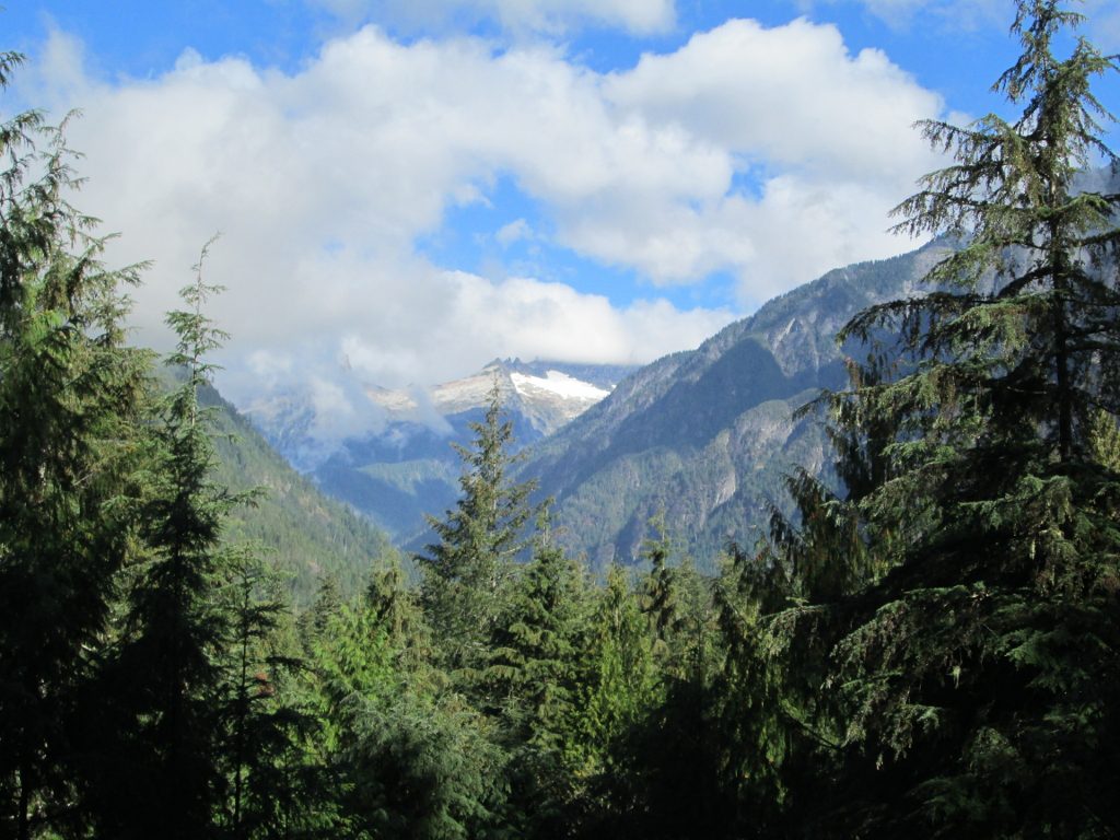 Clouds drifting through the forest in the Northern Cascades of Washington State.