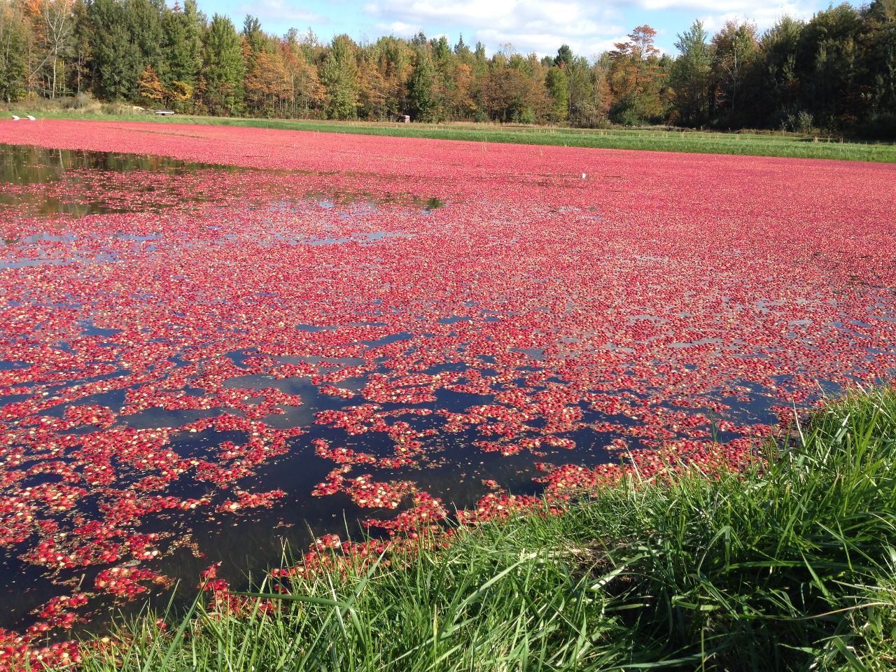 A Michigan cranberry bog, flooded and ready for harvest.