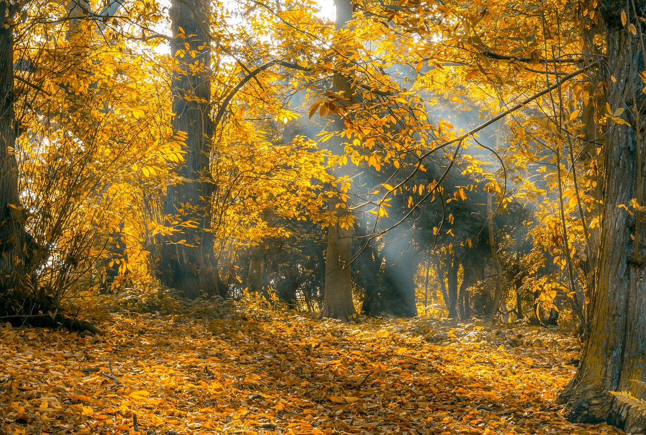 Golden hickory tree leaves in full autumn color.